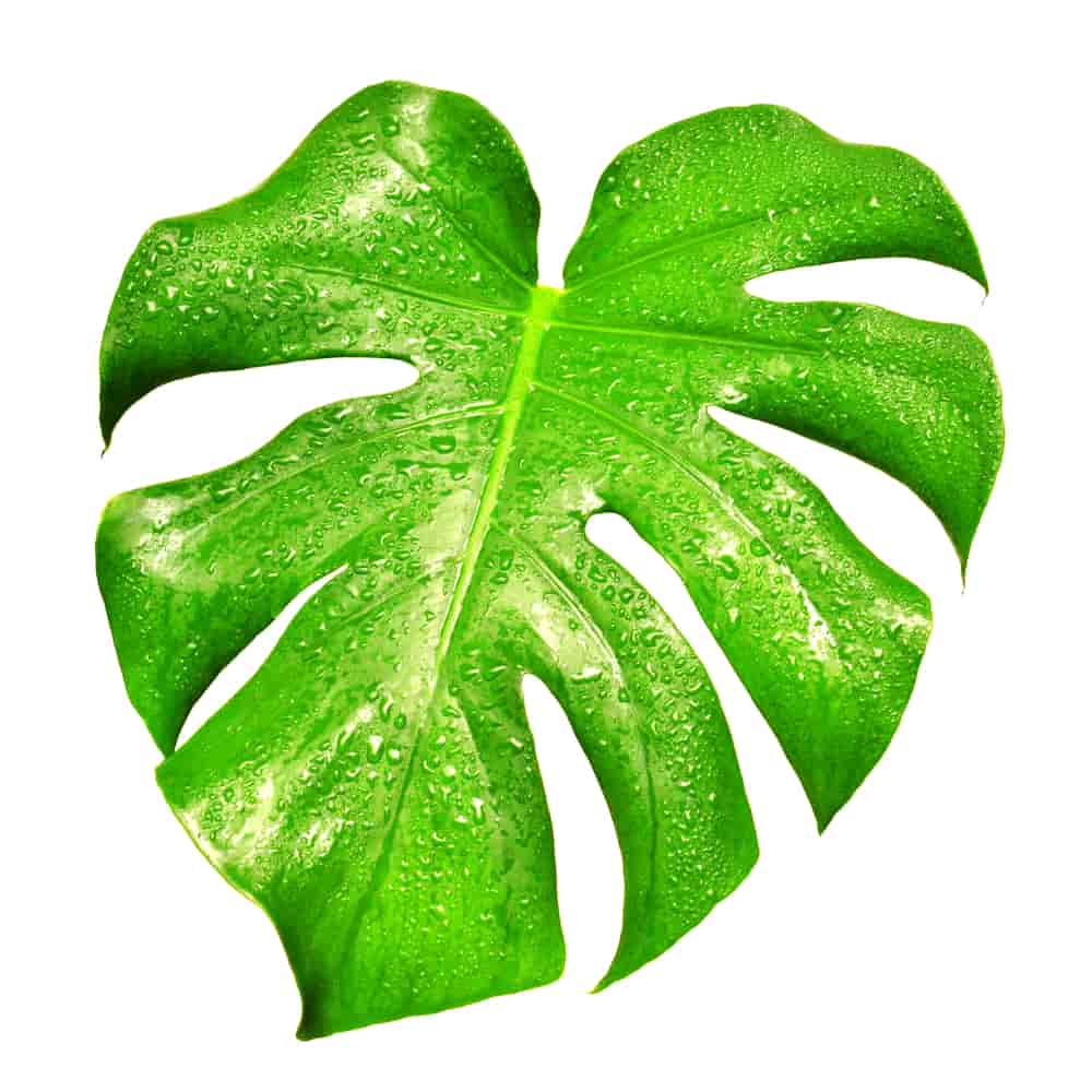 Green leaf ready for chlorophyll prints