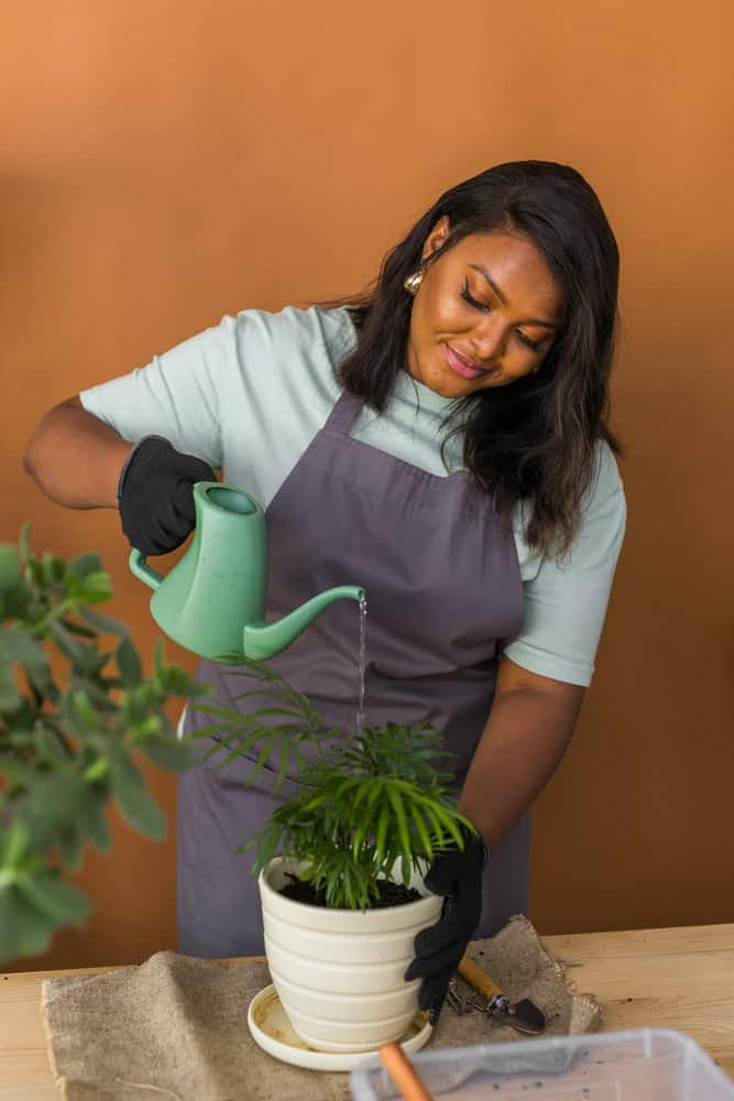 Woman watering an indoor potted plant, an example of indoor hobbies like houseplant care